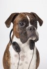 Boxer cane con cuffie — Foto stock