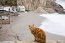 Katze sitzt auf Steinvorsprung — Stockfoto