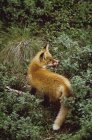 Red Fox Lambendo costeletas — Fotografia de Stock
