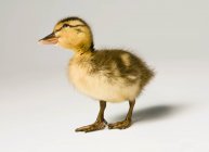 Small young Duckling — Stock Photo