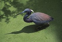 Héron tricolore marchant dans l'étang — Photo de stock