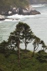 Trees On Hillside Over Coastline — Stock Photo