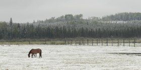 Cavallo al pascolo sul campo — Foto stock