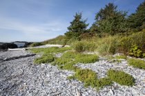 Linea costiera con foresta sulla riva — Foto stock