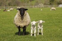 Cordero con dos ovejas - foto de stock