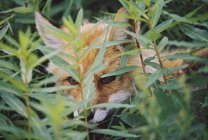 Red Fox (Vulpes Vulpes) Peers Through Vegetation Searching For P — Stock Photo