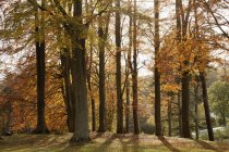 Деревья осеннего цвета — стоковое фото