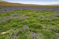 Fleurs sauvages Bloom sur prairie — Photo de stock