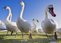 Лебеди в поле с травой — стоковое фото