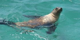 Galapagos Fur Seal — Stock Photo