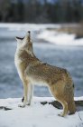 Coyote che urla sulla riva nevosa del fiume — Foto stock