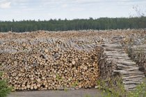 Mucchio di tronchi di fronte alla foresta — Foto stock