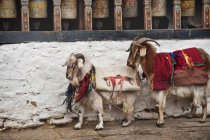 Dos cabras envueltas en mantas - foto de stock