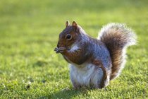 Écureuil sur herbe avec repas — Photo de stock