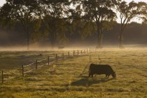 Vaca pastando en el campo I - foto de stock