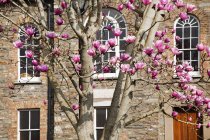 Magnolienbaum vor dem Gebäude — Stockfoto