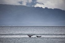 Mãe e bezerro baleia caudas — Fotografia de Stock
