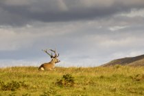 Elk Buck Resting — Stock Photo