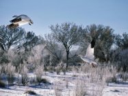 Snow Geese Taking Flight — Stock Photo