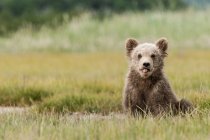 Marrone Grizzly cucciolo d'orso — Foto stock