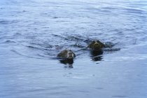 Zwei Hunde schwimmen im See — Stockfoto
