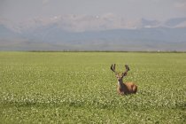 Чоловічий олень з рогами — стокове фото