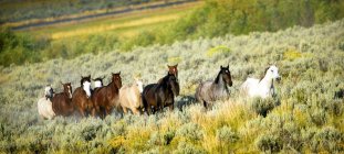 Galloping Horses outdoors — Stock Photo