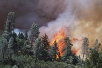 Величезний полум'я від лісова пожежа — стокове фото