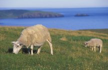 Sheeps grazing on green grass — Stock Photo