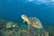 Зелена морська черепаха — стокове фото