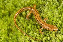 Salamandre à queue longue sur herbe verte — Photo de stock