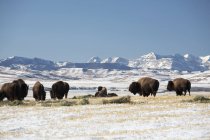 Американские бизоны, стоящие на снежной земле — стоковое фото