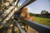Cavalo em pé atrás da cerca — Fotografia de Stock