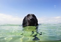 Perro nadando en agua - foto de stock