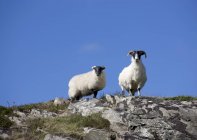 Два гірських кіз — стокове фото