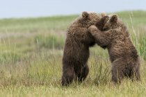 Zwei braune Grizzlybärenbabys — Stockfoto