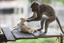 Macaco cativo puxa uma orelha de gatinho — Fotografia de Stock