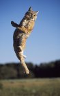 Bobcat saltando en medio del aire - foto de stock