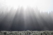 Солнечные лучи образуются в тумане над горой — стоковое фото