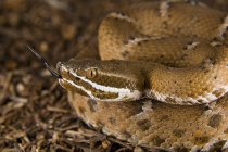 Красноносая гремучая змея — стоковое фото