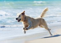 Dog Running Down Beach — Stock Photo
