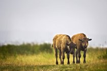 Bison Calves standing on green grass — Stock Photo