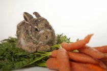 Conejo bebé con zanahorias - foto de stock
