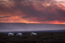 Pâturage des moutons sur le champ — Photo de stock
