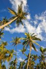 Palmiers contre ciel — Photo de stock