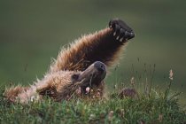 Grizzly Bear stretching — Stock Photo