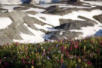 Fiori di campo lungo una montagna innevata — Foto stock