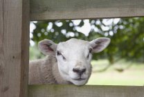 Овцы смотрят через забор — стоковое фото