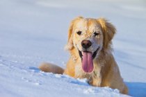Собачье лицо покрыто снегом — стоковое фото