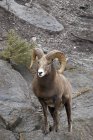 Bighorn Sheep standing on stoned surface — Stock Photo